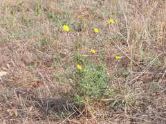 Sonchus tenerrimus