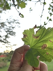 Chirosia filicis