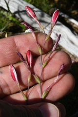 Hesperantha cucullata