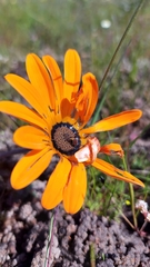 Arctotis breviscapa