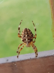Araneus diadematus