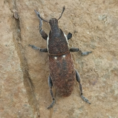 Pseudocleonus grammicus