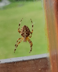 Araneus diadematus