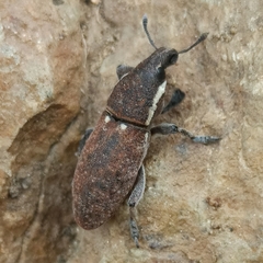 Pseudocleonus grammicus