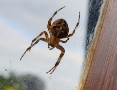 Araneus diadematus