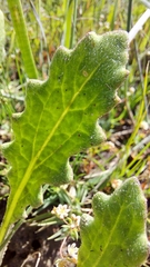 Arctotis breviscapa