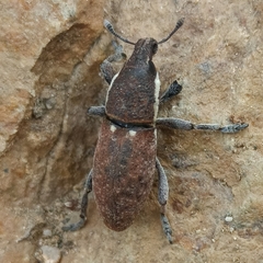 Pseudocleonus grammicus