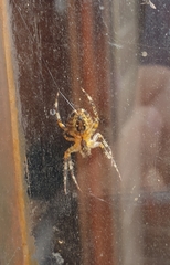 Araneus diadematus