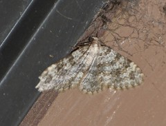 Zenophleps obscurata