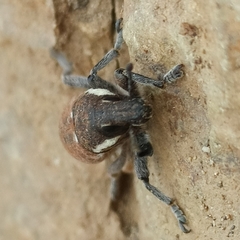 Pseudocleonus grammicus