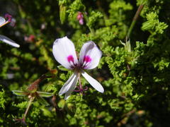 Pelargonium crispum