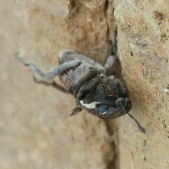 Pseudocleonus grammicus
