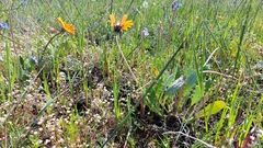 Arctotis breviscapa