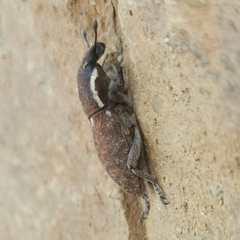 Pseudocleonus grammicus