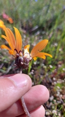 Arctotis breviscapa