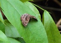 Quadrus cerialis