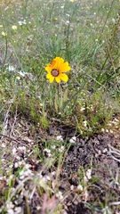 Arctotis breviscapa