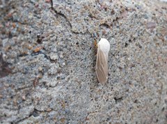 Creatonotos transiens vacillans