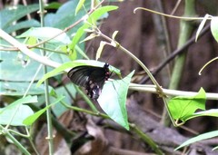 Parides neophilus
