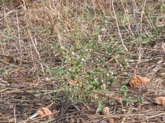 Clinopodium nepeta
