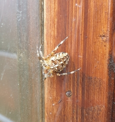 Araneus diadematus