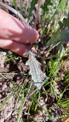 Arctotis breviscapa