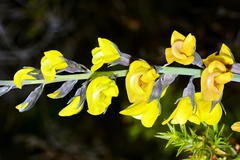 Lebeckia pauciflora