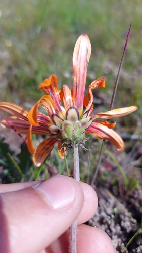 Image of Arctotis breviscapa by (c) Jacques van der Merwe, some rights reserved (CC BY-SA)
