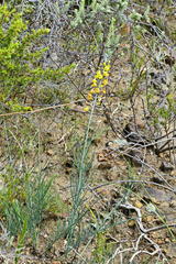 Lebeckia pauciflora