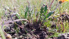 Arctotis breviscapa