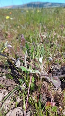 Arctotis breviscapa