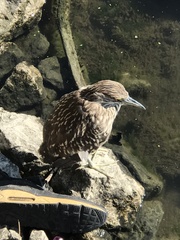 Nycticorax nycticorax
