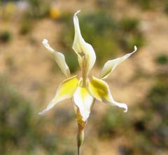 Gladiolus permeabilis permeabilis