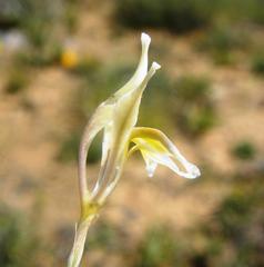 Gladiolus permeabilis permeabilis