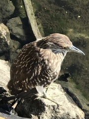 Nycticorax nycticorax