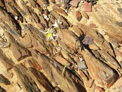 Gladiolus permeabilis permeabilis