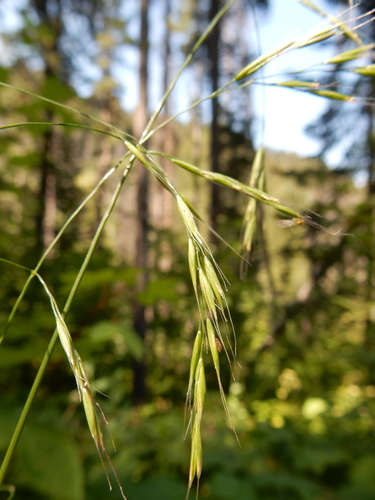 bearded fescue (Festuca subulata)
