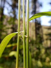 Festuca subulata