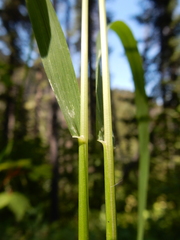 Festuca subulata