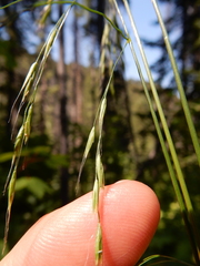 Festuca subulata