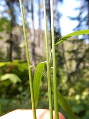 Festuca subulata