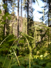 Festuca subulata