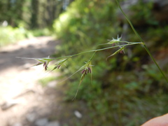 Festuca subulata