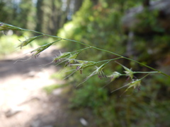 Festuca subulata