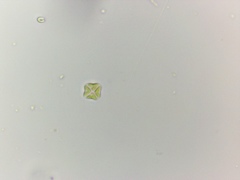 Lemmermannia tetrapedia