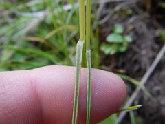 Festuca subulata