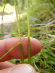 Festuca subulata