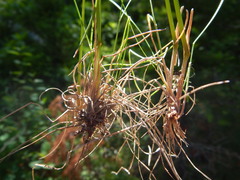 Festuca subulata