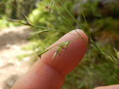 Festuca subulata