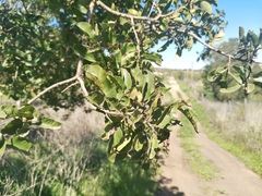 Schinus latifolia